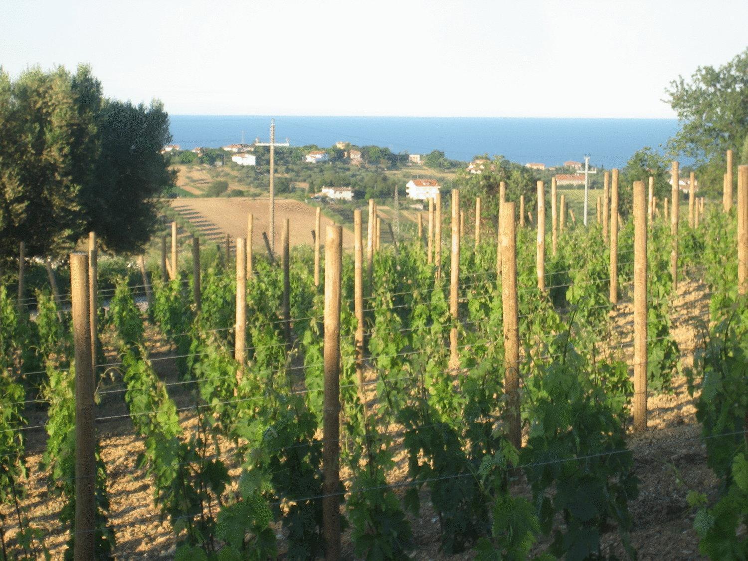 L'Orso E L'Ape B&B Giulianova Zewnętrze zdjęcie