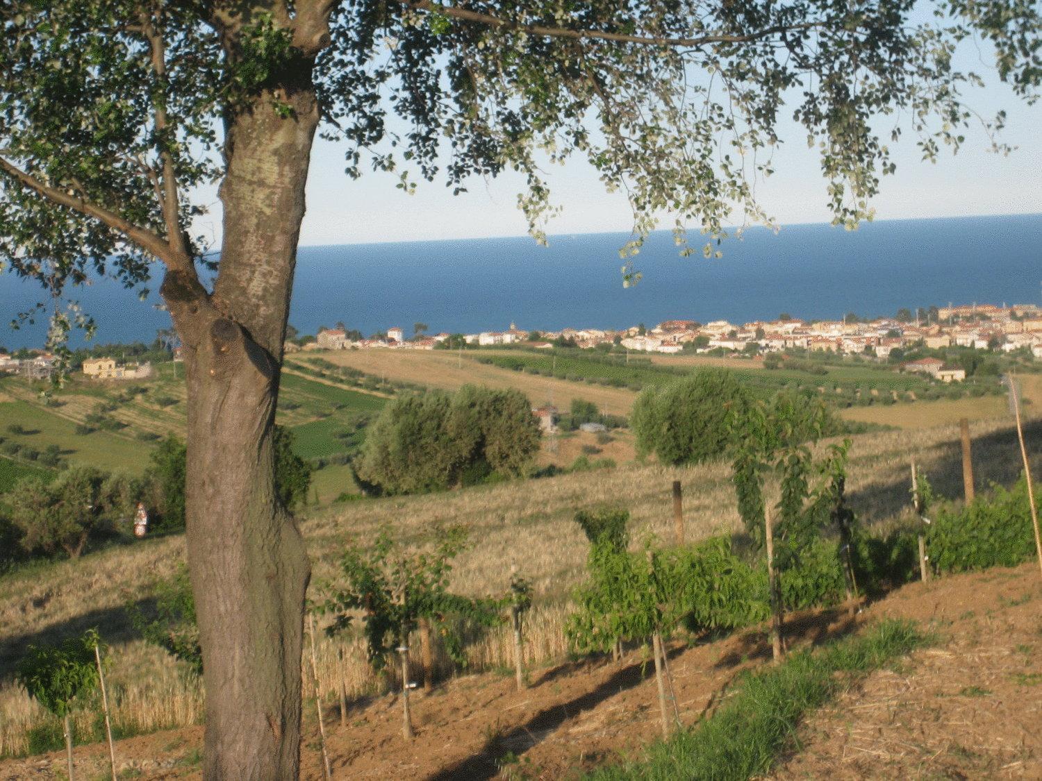 L'Orso E L'Ape B&B Giulianova Zewnętrze zdjęcie